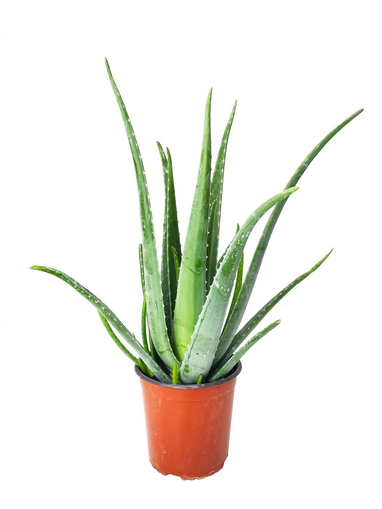 ALOE VERA DIAM_17